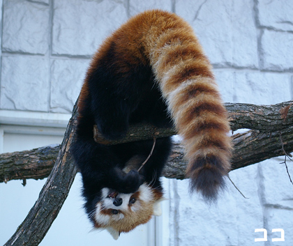 円山動物園 レッサーパンダ