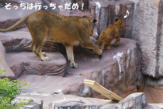 行っちゃダメ