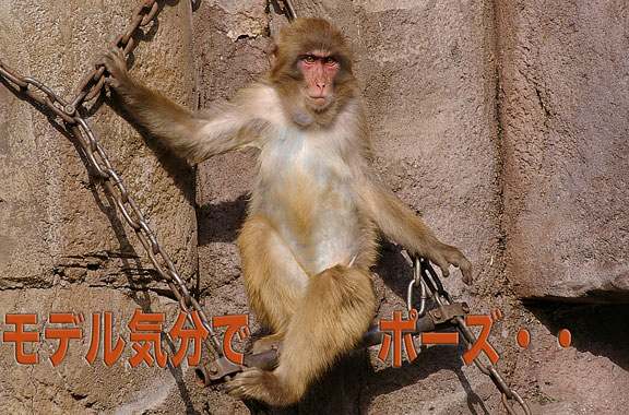 ポーズ