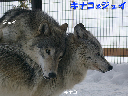 円山動物園　シンリンオオカミ