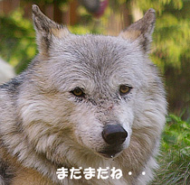 キナコ
