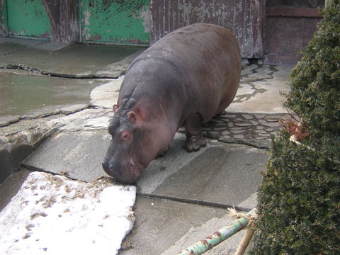 カバ