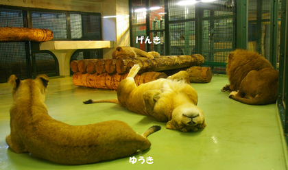 円山動物園　ライオン