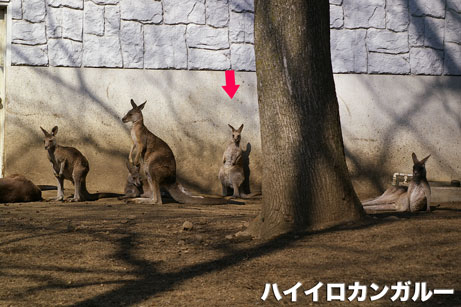 カンガルー