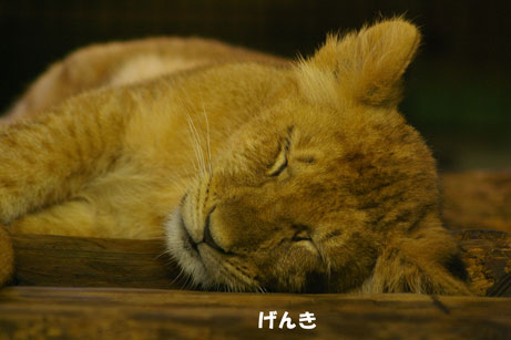 元気アップ