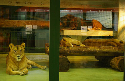 円山動物園 ライオン