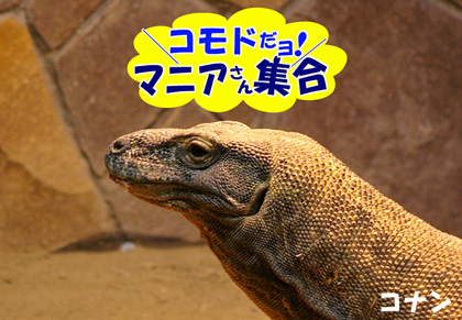 円山動物園 コモドオオトカゲ