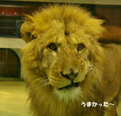 円山動物園　ライオン