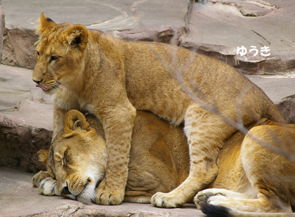 円山動物園 ライオン