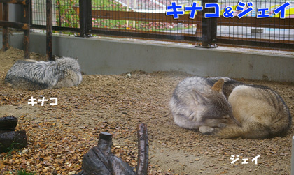 円山動物園