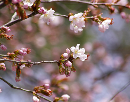 桜