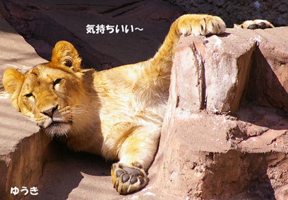 円山動物園　ライオン