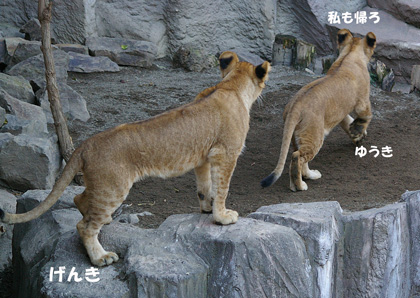 円山動物園 ライオン