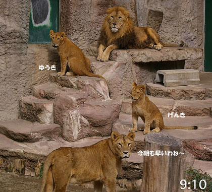 円山動物園 ライオン