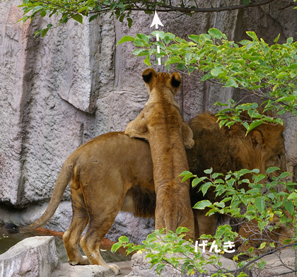 円山動物園 ライオン