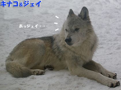 円山動物園シンリンオオカミ