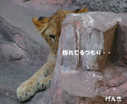 円山動物園　ライオンjpg