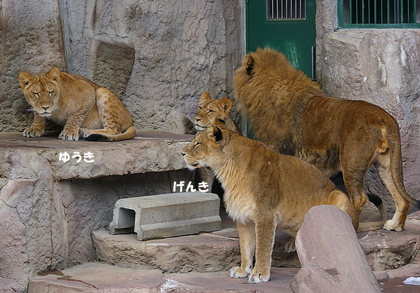 円山動物園　ライオン