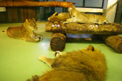 円山動物園　ライオン