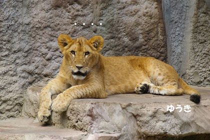 円山動物園 ライオン