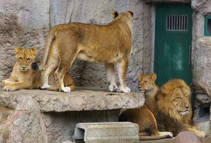 円山動物園 ライオン