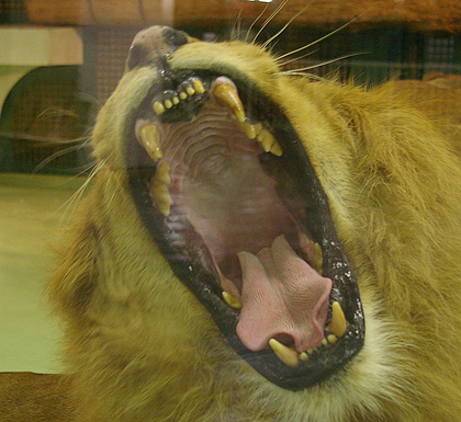 円山動物園　ライオン