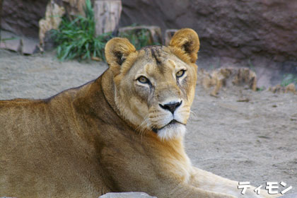 円山動物園 ライオン