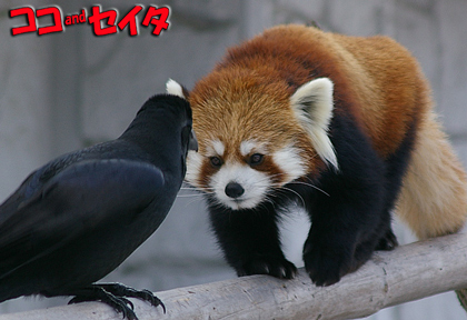 円山動物園　レッサーパンダ