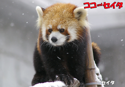 円山動物園 レッサーパンダ