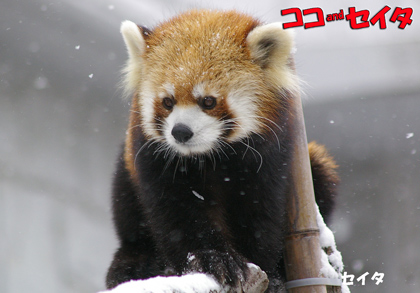 円山動物園 レッサーパンダ