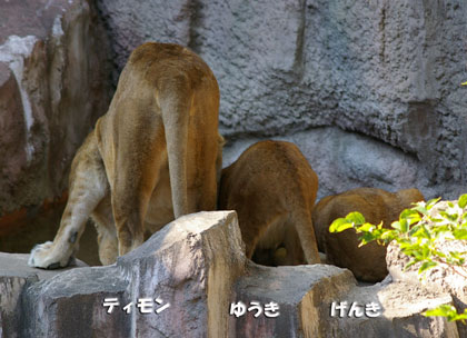 円山動物園 ライオン