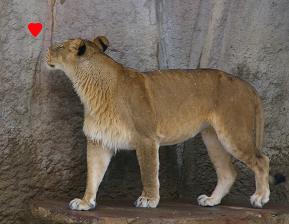 円山動物園　ライオン