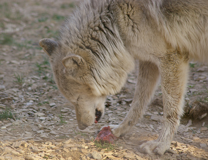 食べる