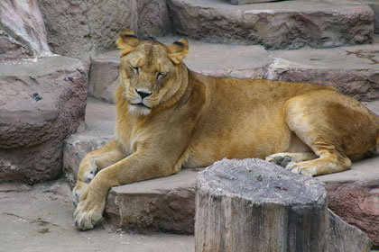 円山動物園 ライオン