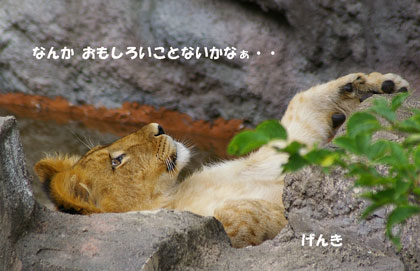 円山動物園 ライオン