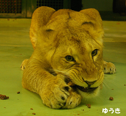 ゆうきラスト