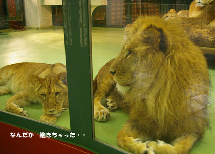 3飽きちゃった