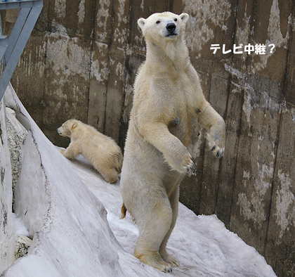 テレビ