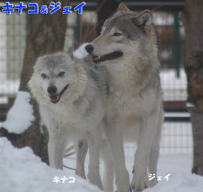 円山動物園　オオカミ