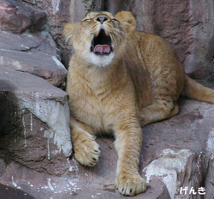 円山動物園 ライオン