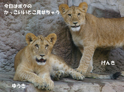 円山動物園 ライオン