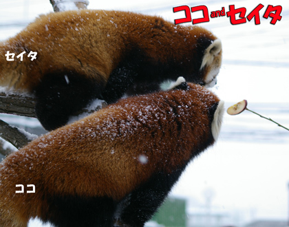 円山動物園-レッサーパンダ