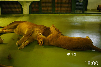 円山動物園　ライオン