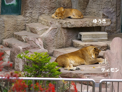 円山動物園-ライオン