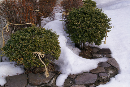 植え込み