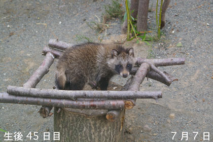 台の上