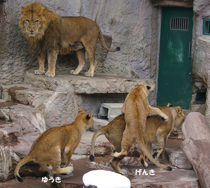 円山動物園 ライオン