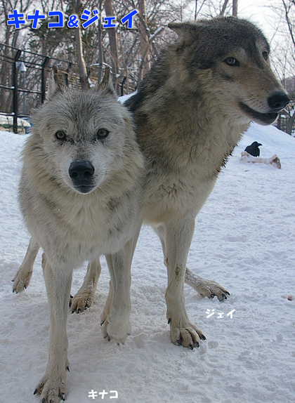 円山動物園　シンリンオオカミ