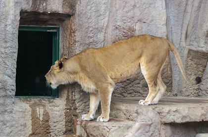 円山動物園 ライオン