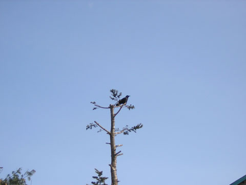 カラス